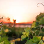 Wein im Garten anbauen: auch in kühleren Regionen möglich