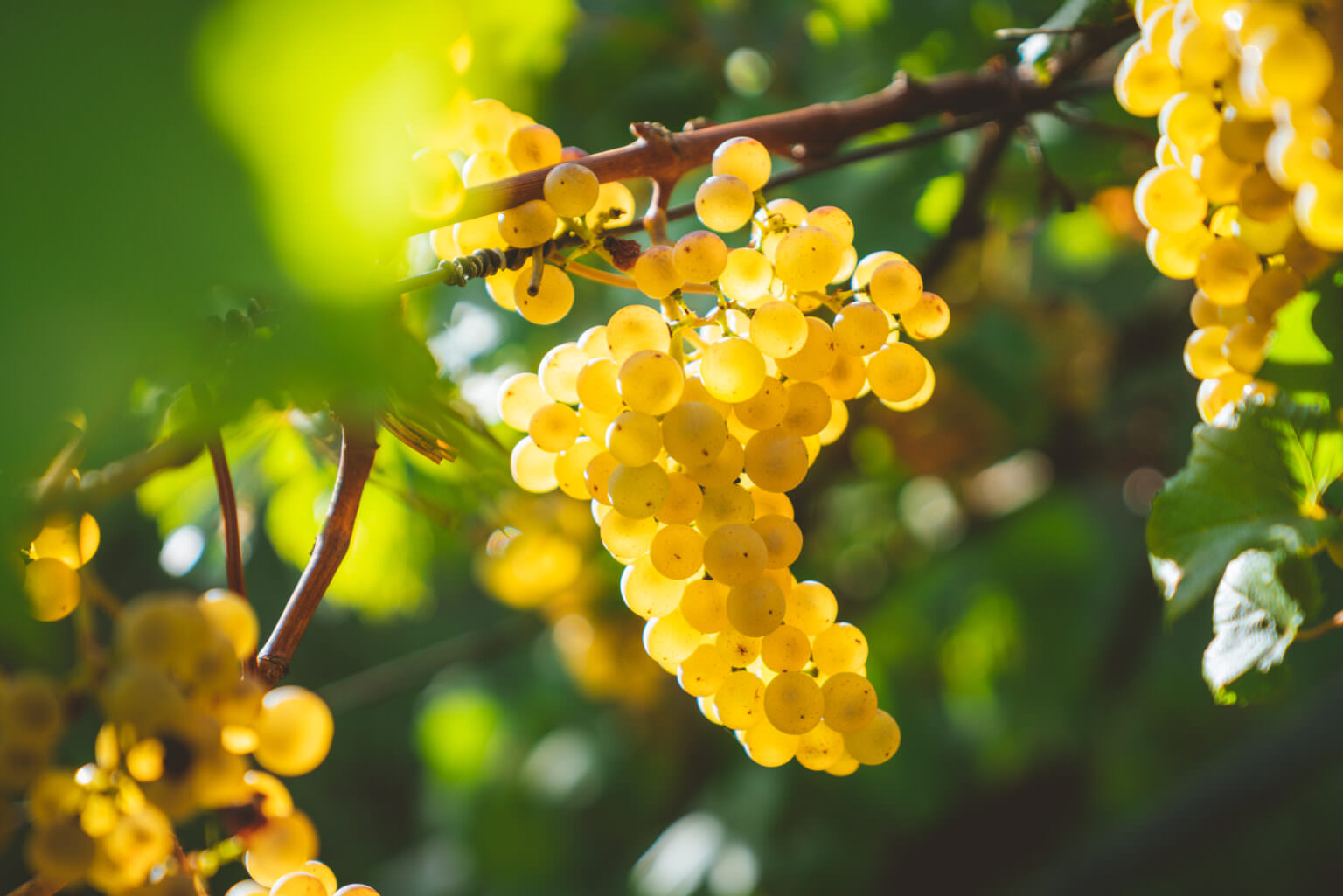 Wein im Garten anbauen auch in kühleren Regionen möglich Samenhaus