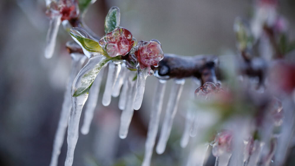 Frost Garten