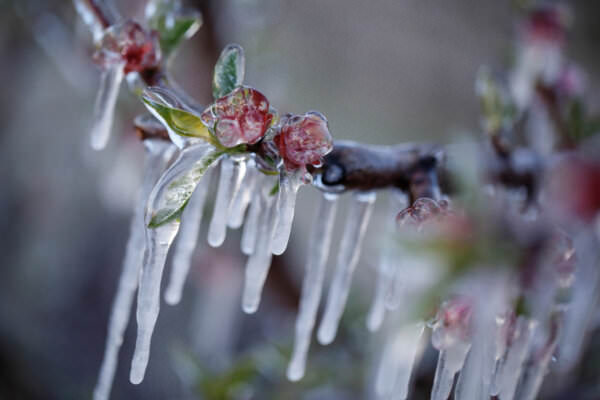 Frost Garten