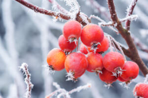 Zieräpfel Frost