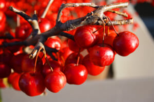 Rote Zieräpfel