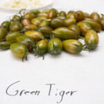 Tomate Green Tiger