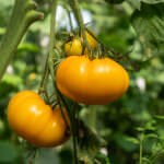 Tomate Amana Orange