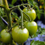 Tomate Evergreen