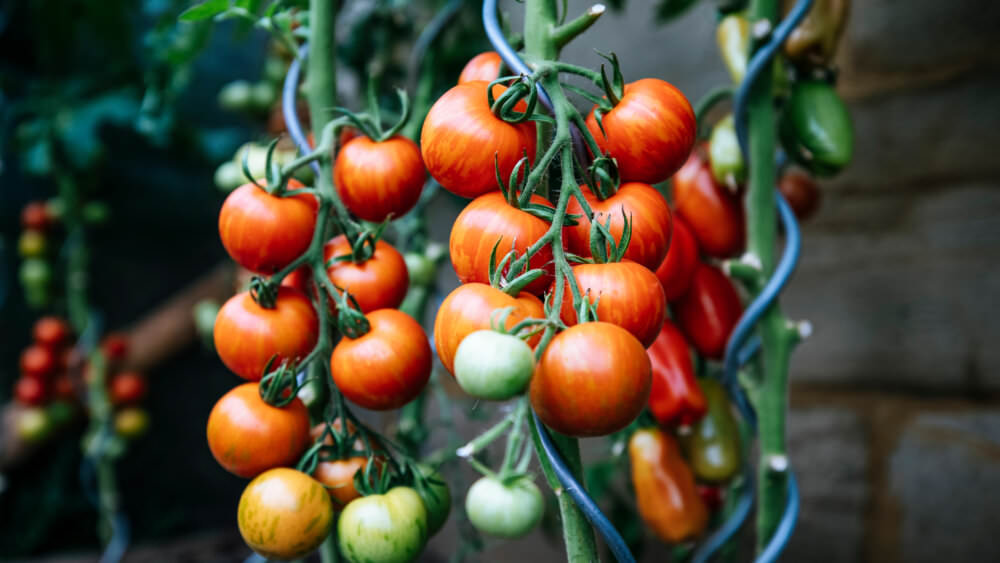 Tomaten