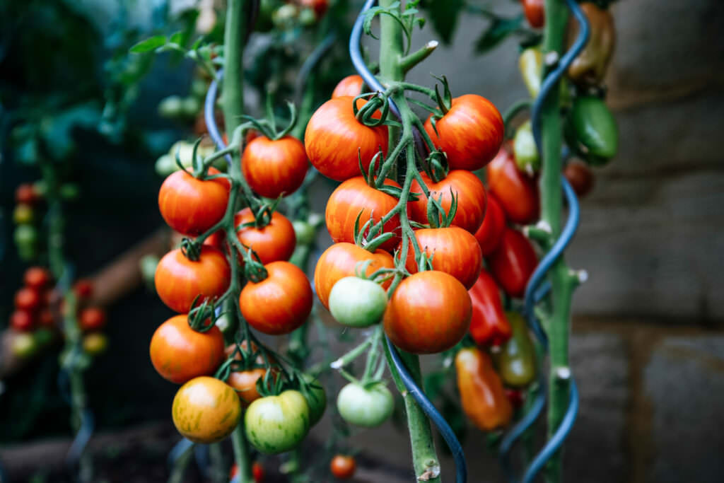 12 ausgefallene Tomatensorten, die Sie unbedingt anbauen sollten