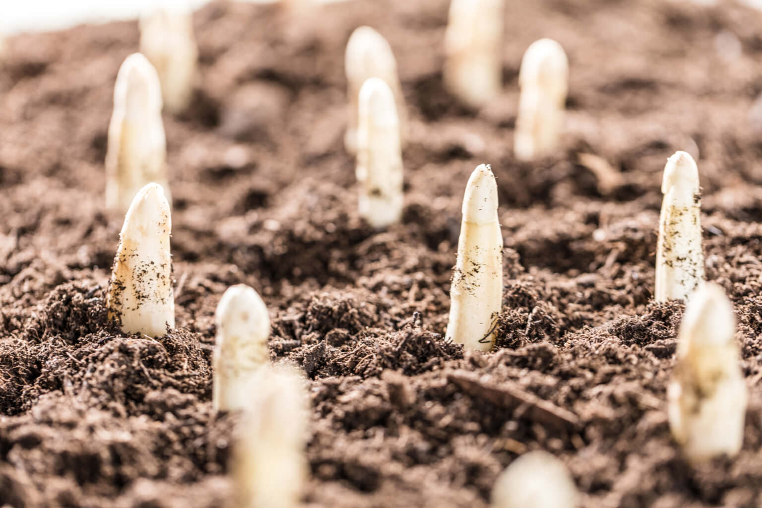 Anbau von weißem Spargel Edelgemüse mit sonnigem Gemüt Samenhaus
