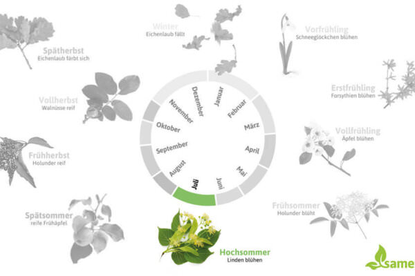 Phänologischer Kalender Hochsommer