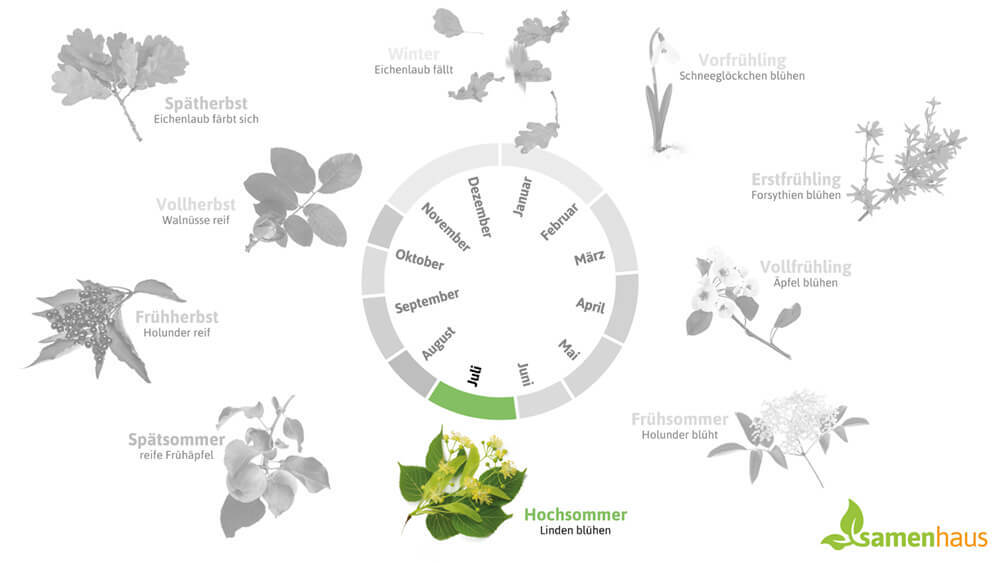 Phänologischer Kalender Hochsommer – die Linden blühen