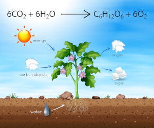 Die Grafik zeigt eine Pflanze in der Erde. Durch Symbole und Pfeile wird dargestellt, wie die Photosynthese funktioniert. Über die Wurzeln wird Wasser, über die Blätter Sonnenenergie und Kohlnedioxid aufgenommen. Die Pflanze gibt Zucker und Sauerstoff ab. Über der Pflanze ist die chemische Formel der Photosynthese zu sehen.