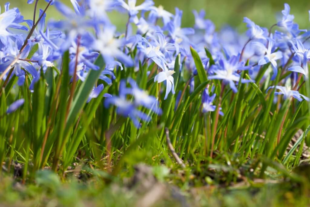 Alpine Stauden – Gebirgspflanzen im heimischen Garten