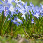 Alpine Stauden – Gebirgspflanzen im heimischen Garten