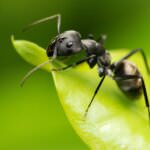 Ameisen – welche Hausmittel helfen wirklich?