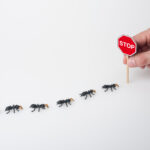 Ameisen Pheromonspur