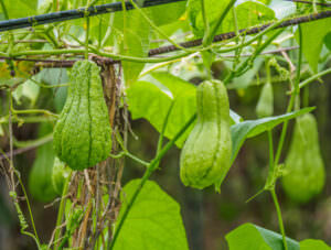 Standort Chayote