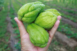 Chayote Ernte