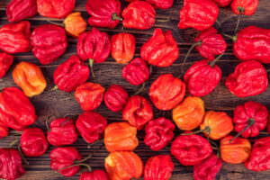 7 Pot Primo