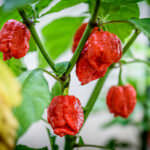 Smokin´ Ed´s Carolina Reaper