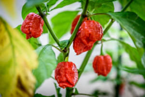 Smokin´ Ed´s Carolina Reaper