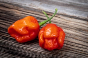 Trinidad Moruga Scorpion