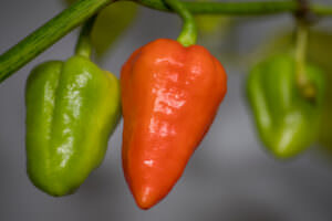 7 Pot Douglah