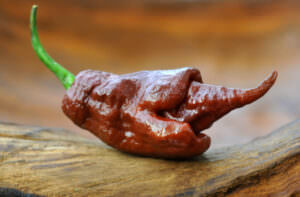 Trinidad Scorpion