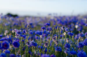 Kaltkeimer Kornblumen