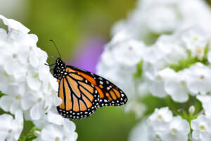 Schmetterling weiße Blume