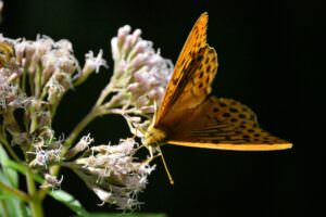 Schmetterling Blüte