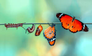 Metamorphose Schmetterling