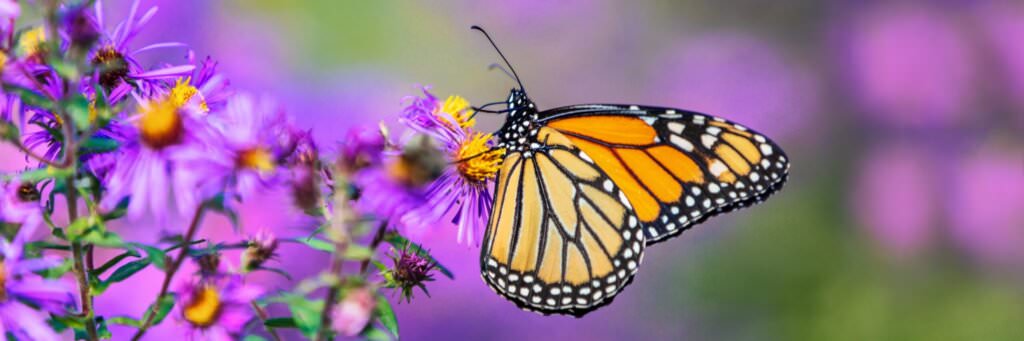 Futterpflanzen für Schmetterlinge und Schmetterlingsraupen