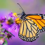 Futterpflanzen für Schmetterlinge und Schmetterlingsraupen