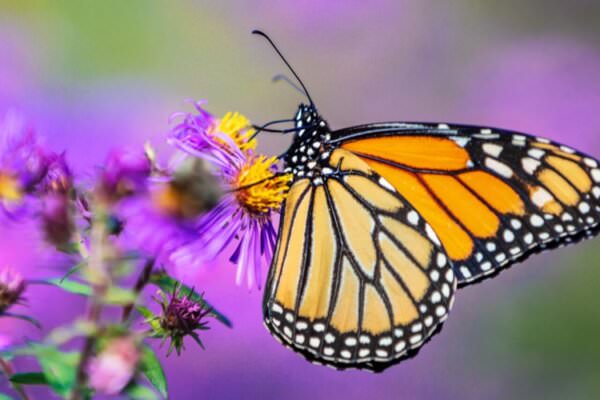 Schmetterling