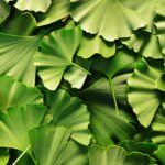 Ginkgo – von Liebe, Glück und Gesundheit