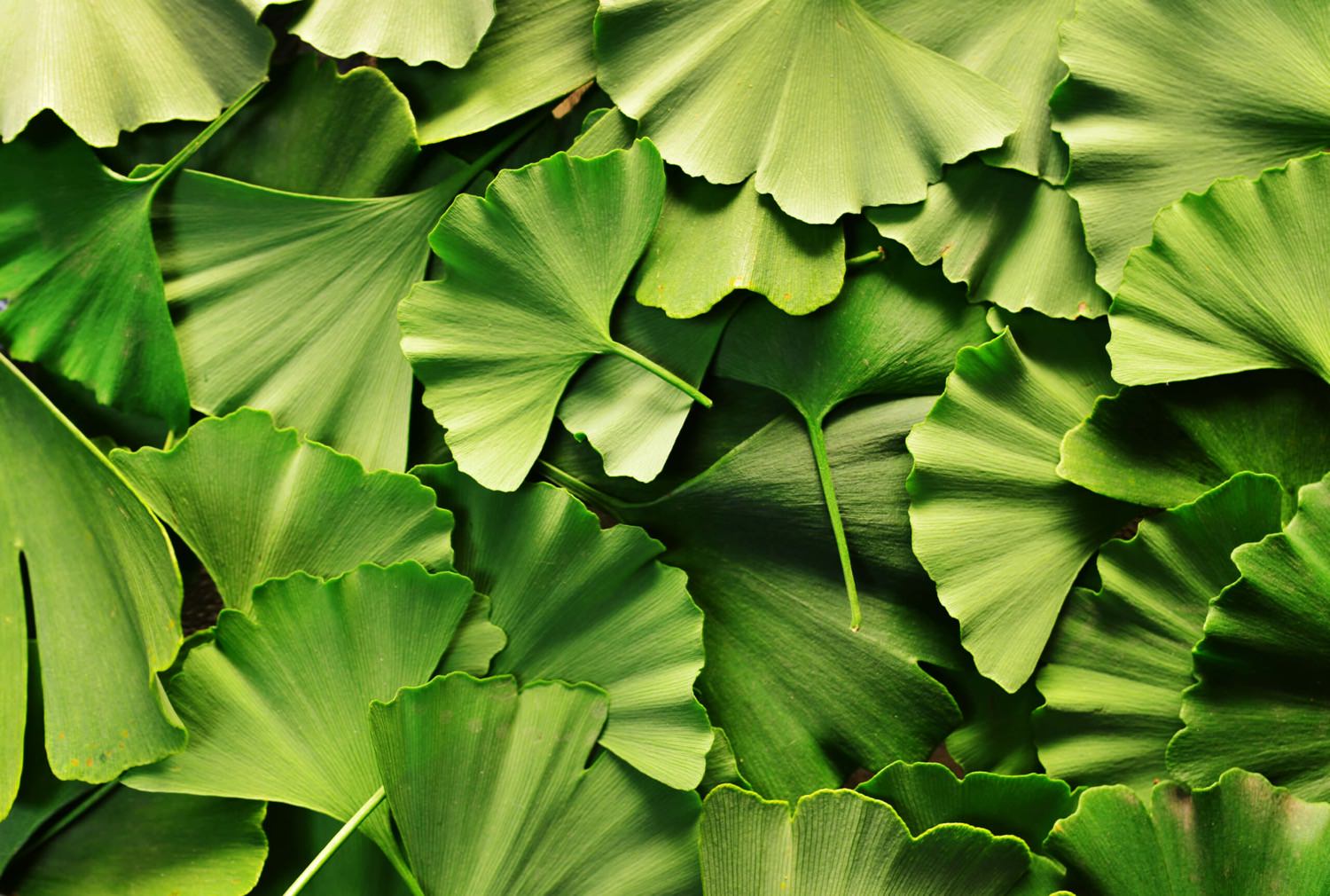 Ginkgo Blatt Bedeutung