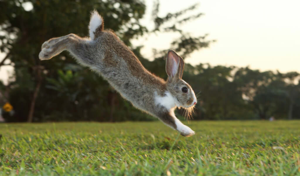 Kleintierrasen – ein Leckerli für Tiere