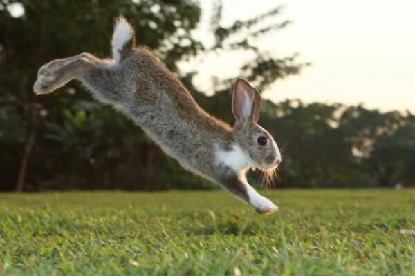 Kleintierrasen Hase