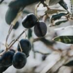 Olivenbaum – ein Stück Urlaub im Garten