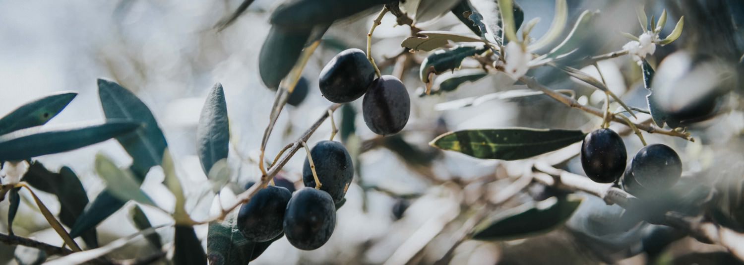 Olivenbaum  ein Stck Urlaub im Garten - Samenhaus Gartenblog