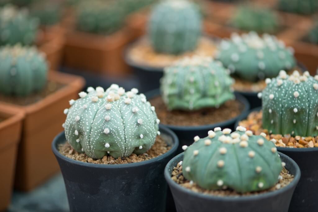 Peyotl Kaktus – die exotische Schönheit, die es in sich hat