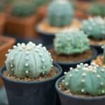 Peyotl Kaktus – die exotische Schönheit, die es in sich hat