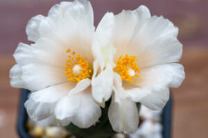 Peyotl-Kaktus weiße Blüten