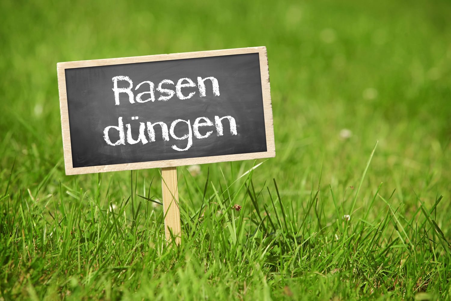 Rasen dngen: Versorgung mit Nhrstoffen und bessere Regeneration -  Samenhaus Gartenblog