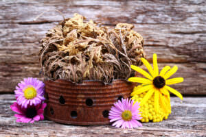 Rose von Jericho Korb