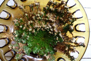 Rose von Jericho aufgeblüht