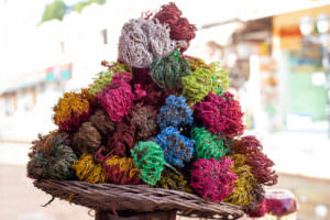 bunte Rose von Jericho