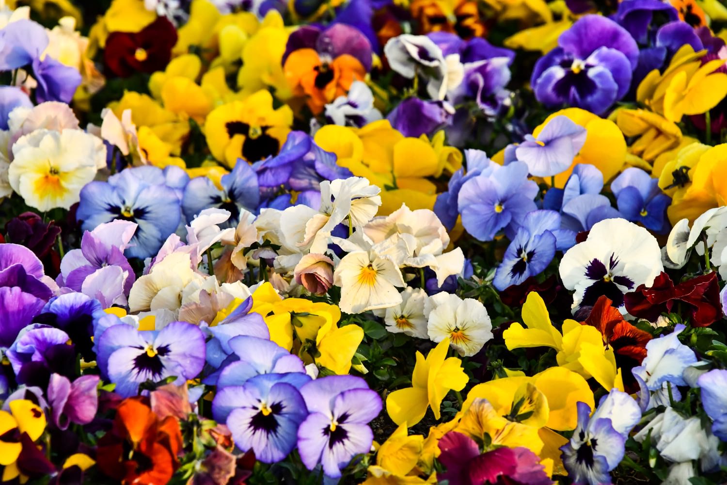 Stiefmütterchen selbst ziehen Nachwuchs im Garten Samenhaus Gartenblog