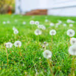 10 Tipps gegen Unkraut im Rasen
