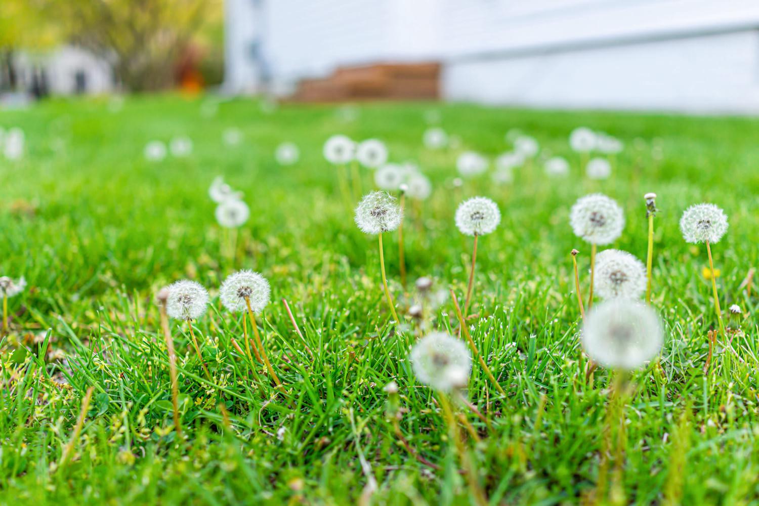 10 Tipps gegen Unkraut im Rasen - Samenhaus Gartenblog